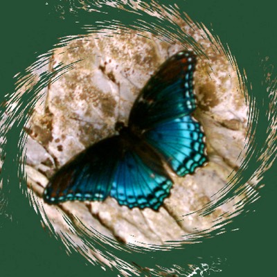 butterfly masked 2