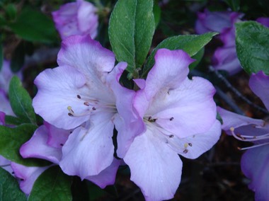 DSC00240