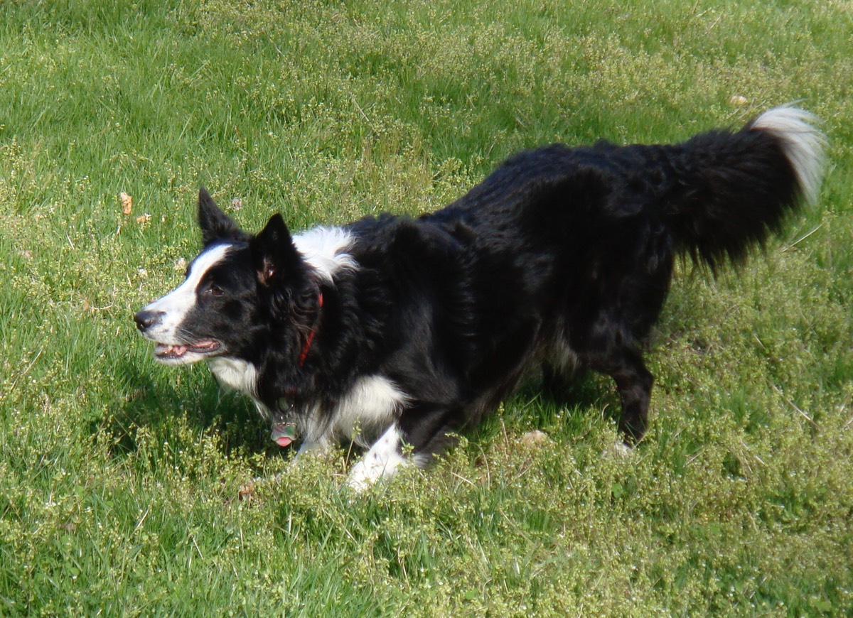 On alert, waiting for the frisbee