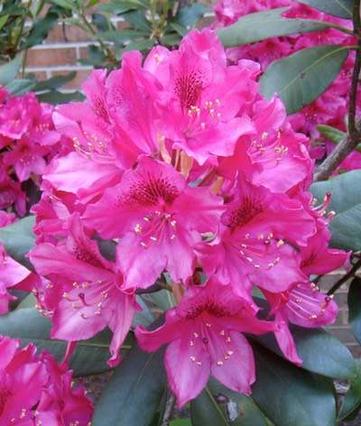 Flowers from our bush