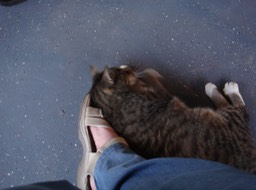 The other cat enthusiastically rubbing up against me