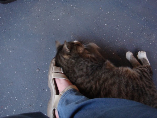 The other cat enthusiastically rubbing up against me