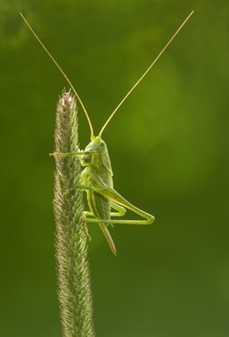 Tettigonia virdissima nymph on Phleum pratense